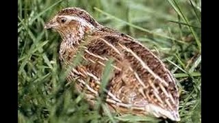 Bıldırcın avı POİNTER ferma, QUAIL HUNTING