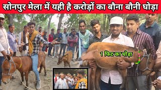 सोनपुर मेला लाखों की बौना बौनी घोड़ा |Horse market sonpur |sonpur mela 2024 video |Bhavna Boni ghoda