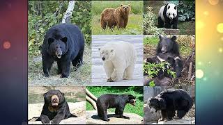 Types of Bears