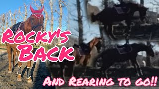 ROCKY'S BACK | And Rearing To Go!! | AS Equestrian