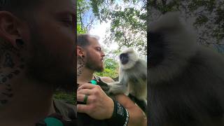 Himalayan Langur asked me to open a water bottle. What a clever monkey, Jai Hanuman Ji!!!