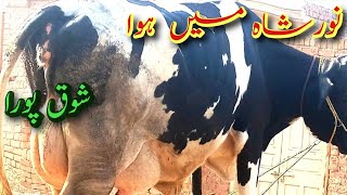 دوست کے فارم کا وزٹ ماشاءاللہ بہت اچھی گائے باہر کی بریڈ||فار سیل واٹس ایپ نمبر 03316731253