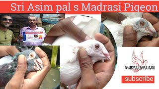 Asim pal pigeon loft ||Good Quality Madrasi Breed ||Madrasi pigeon sale