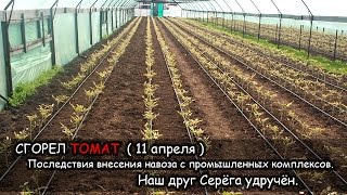 Сгорел томат. (11 апреля) Последствия внесения навоза с промышленных комплексов.