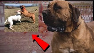 Dogo Argentino vs Boerboel ¿cuál es el más poderoso?