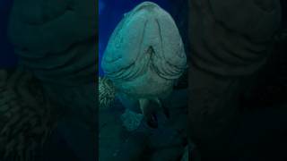 The World's Largest FISH/ 🐠 🐙🐡/The unknown giants of the deep oceans. #viral #shorts #video