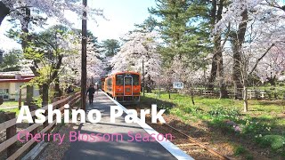 Japans Cherry Blossom Season | Ashino Park