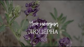 Чем полезна люцерна? Врач-натуропат о нутриентах для здоровья.