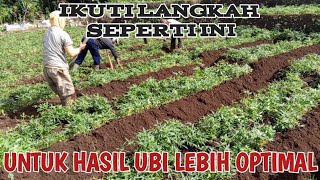 PEMUPUKAN DAN PENGGEMBURAN UBI MADU CILEMBU UNTUK HASIL YANG OPTIMAL!!!