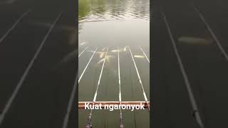 mancing Cirata || ikan nya kumpul #mancing #cirata