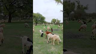 Beautiful scenery of Thar desert. #ytshorts #thar #shorts #beautifulweather #beautifulsheep