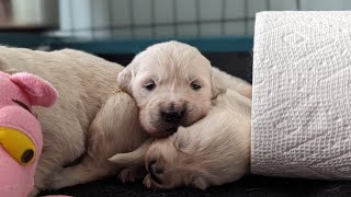 17 day old golden retriever puppies (The Sweets Litter)