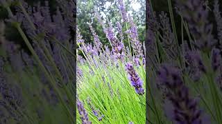 #lavender #levandule #louka #garden #flowers #paradise #meditation  #love