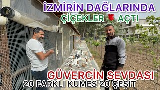 İZMİR DE RÜYA GİBİ GÜVERCİN TESİSİ