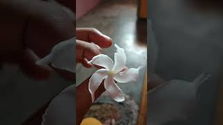 spine beautiful  flower 🌸🌸🌸 pls like subscribe share Thanks