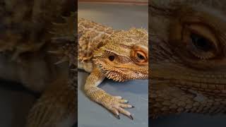 Mr nubbins chillin #shortsvideo #youtubeshorts #shorts #education#beardeddragon