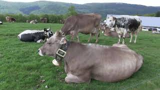 TRANSHUMANCE 2019 vallée de MUNSTER