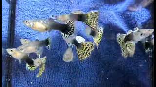 guppy Delta half black leopard