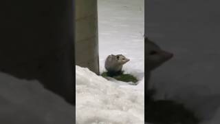 Opossum walks in the snow #opossums #opossuminamerica