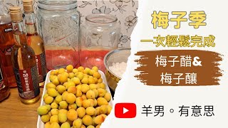 梅子季來囉～梅子醋＆梅子釀一次完成