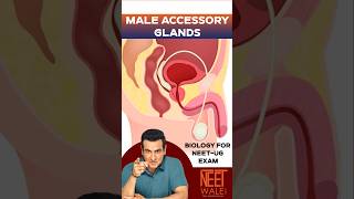 Male Accessory Glands | Male reproductive system | Class 12th | NEET BIOLOGY | #neet #biology