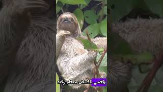 حقائق مذهلة عن الكسلان ستدهشك!حيوان الكسلانSloth#shortsvideo#  #حقائق_مدهشة #غرائب_وعجائب