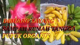 PUPUK ORGANIK TANAMAN ANGGURKU BERBUAH SANGAT LEBAT.