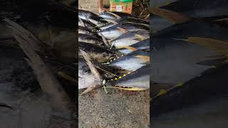 Fresh Tuna #tuna #fresh #fish  #youtubeshorts