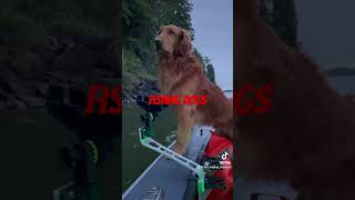 "man's best friend" golden retriever pup loves the outdoors & fishing