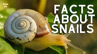 Facts You Might Not Know About Snails 🐌 | Facts About Snail🐌 (2022) | Pets and Us