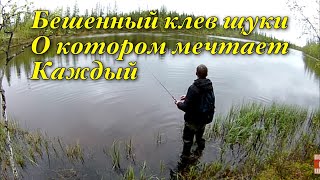 ЩУКА на спиннинг, бешенный клев о котором мечтает каждый!