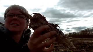 #54 Parsnip Harvest, 3 Things I’ve Learned This Season and a Mail Call.