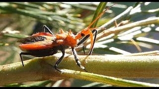 AwA Orange Assassin Bug (Gminatus australis) & Egg Cluster with Guest Appearance by Jemima