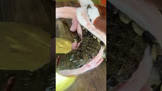 Crocodiles sashimi