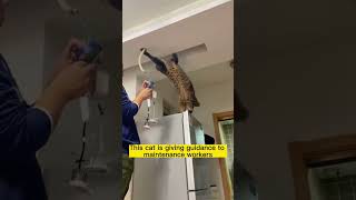 😹 Do You NEED  A Hand ⁉️ big cat electric #shorts #funnycatmoments #catlovers