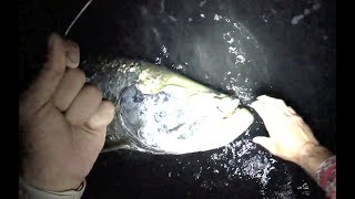 Operation: Midnight Tarpon  NIGHT ONE - Sarasota, Florida