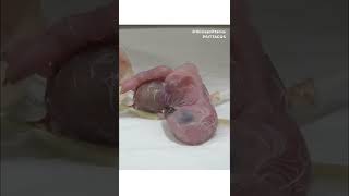 Assisted birth African Grey parrot | Newborn #shorts