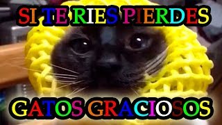 SI TE RIES PIERDES GATOS (NIVEL DIFICIL)│Las mejores recopilaciones de gatos graciosos 2016 - 2017