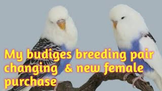 My budiges breeding pair changing   & new female purchase/birds world Doddampalayam 💕