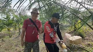 pupuk cair keramei ditabur kebun sawit Ajis dgn 4 btg n beda2 penyakitnya 6/1/24