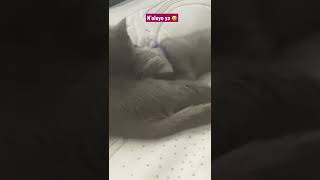 Vefakar Annesi hem sever  hem süt verir .( anne kedi müezza  ve yavru kedi pamuk videoları :) )