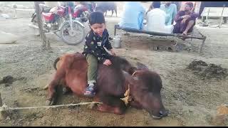 Rayan Buffalo Rider Ban gya