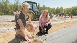 Tips for Planting Strawberries in Maine