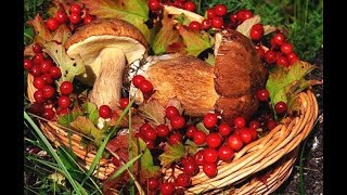 🍄🍄🍄ГРИБЫ СЪЕДОБНЫЕ И НЕ СЪЕДОБНЫЕ ! MUSHROOMS EDIBLE AND NON EDIBLE !