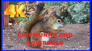 Chipmunk Red Squirrel and Gray squirrel have dinner together #cattv #squirrel #chipmunk #birds