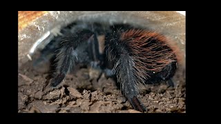 FEEDING THE BIG ONES my son & I feeding some spiders.