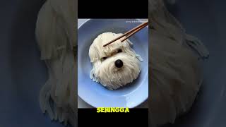 Anjing gemas ini terbuat dari mie🥰 #shorts #videolucu #informasi #wawasan #diy