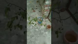 মরতে বসা গাছকে বাঁচিয়ে তুলুন এক নিমেষে #naturefarm  #gardening #shortvideo #viralvideo