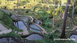 🇮🇩🇲🇴Indo Macau: Touring Ceking Rice Terrace In Tegallalang, Bali