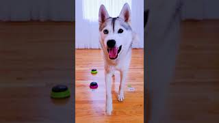 Dog Answers Fan Questions Using Talking Buttons! (BLOOPER)